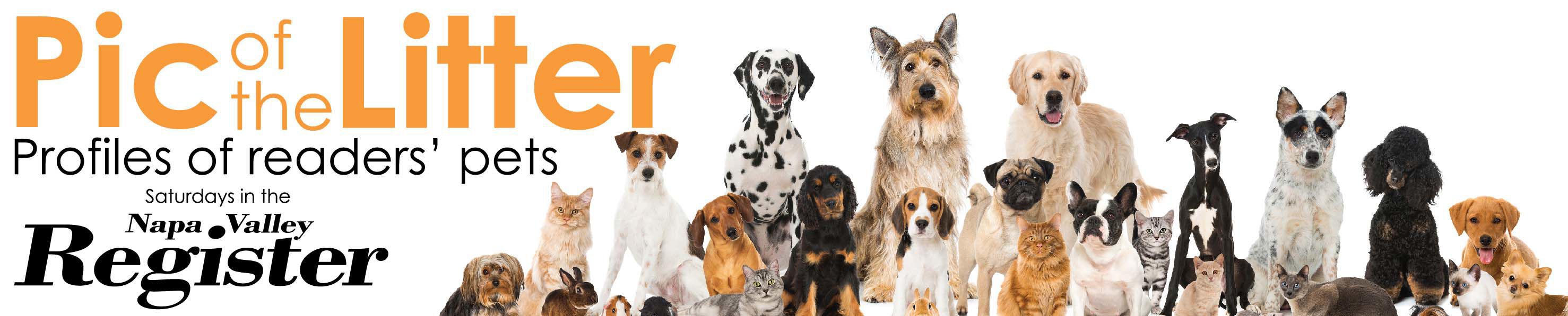 Pic of the litter ad